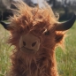 Peluche edgar
